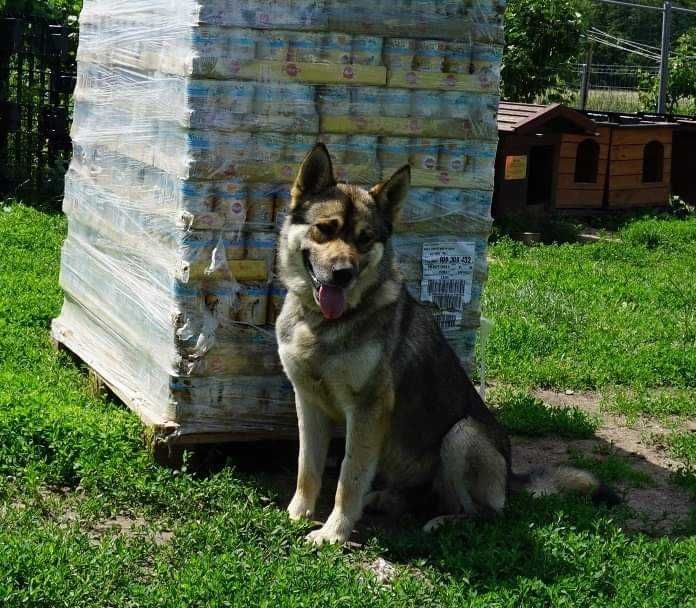 Przytulasek szuka domu