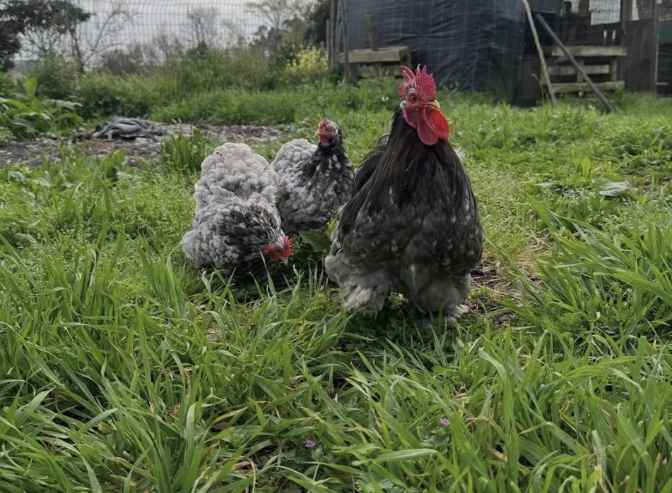 Vendo trio pekin azuis