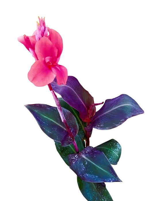 Canna Indica / Cana da India 7 variedades