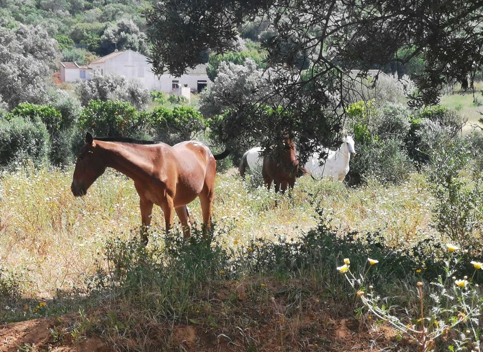 Appaloosa Urano [raro e meigo]