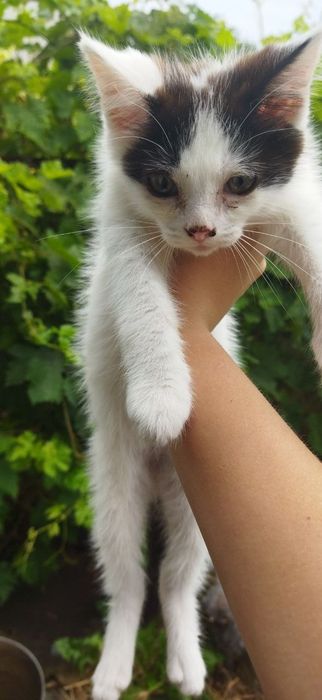 Вітдам кошенят в люблячі руки