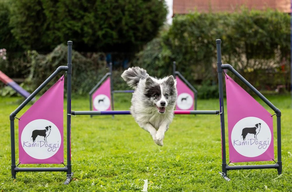 Zoopsycholog behawiorysta psów i kotów szkolenie szkoła dla psów