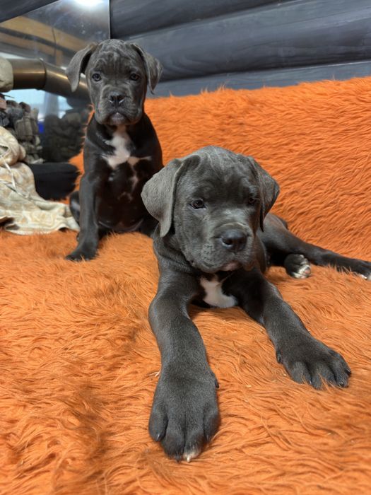 Дівчинка кане-корсо чорна мала 2міс