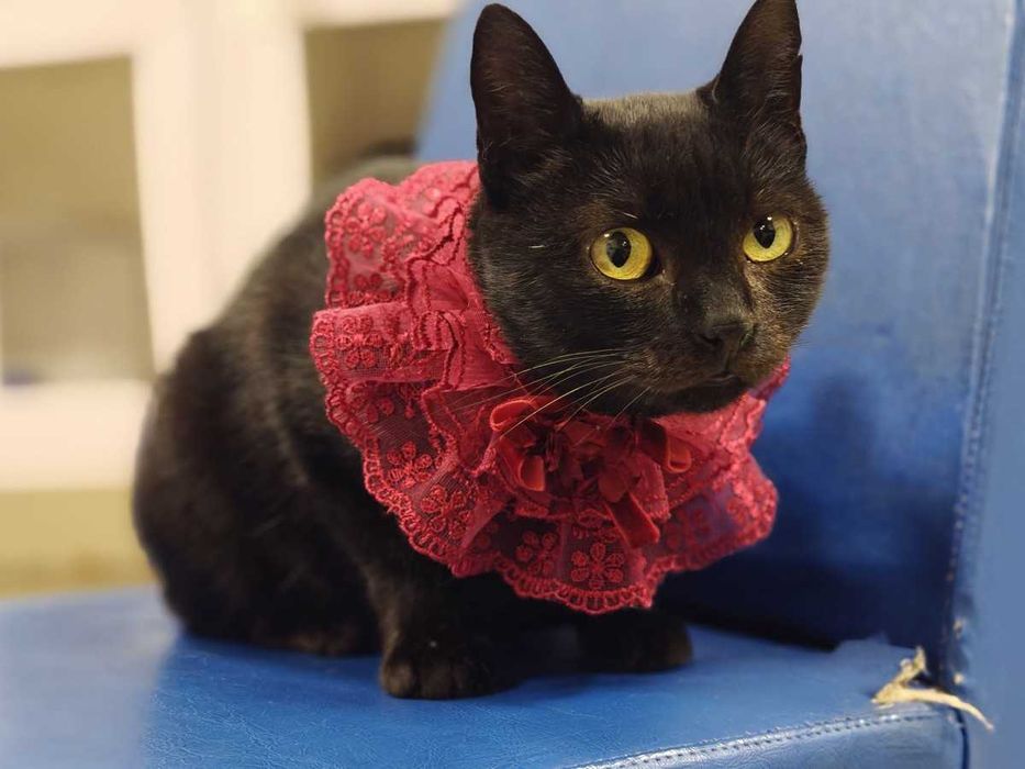 Пандора — норкова чорнява красуня в очікуванні дому (кішка, 1рік)