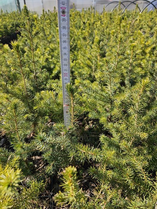 świerk serbski (picea omorika) zdrowe, zahartowane sadzonki do ogrodu.