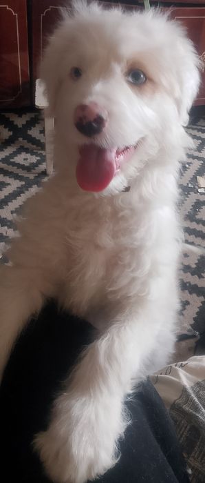 Продам добре, лагідне,розумне цуценя 100 грн срочно в хороші руки