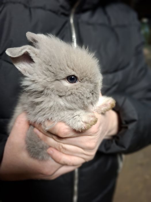 Kroliczki miniaturki Lwy !