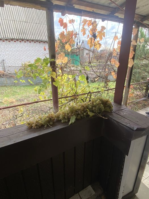 Продам дачу СТ Будівельник 1 Піщанка Новомосковський район