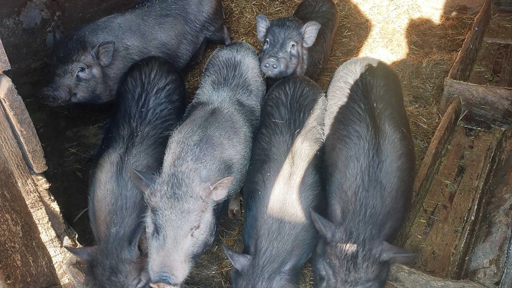 Вьєтнамські поросята