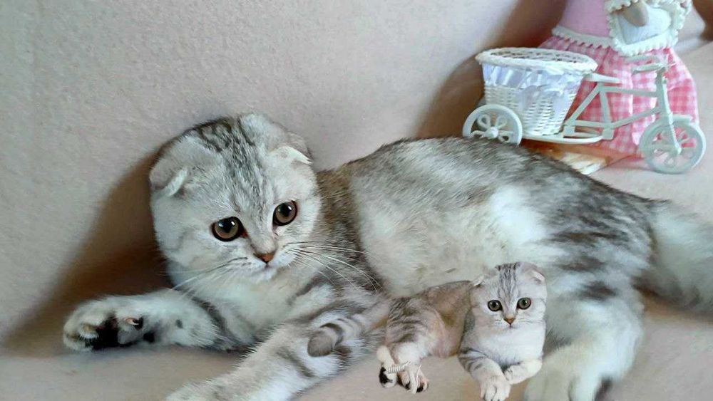 Надзвичайна красуня дівчинка породи Scottish fold