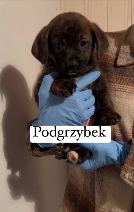 Szczeniaki do adopcji