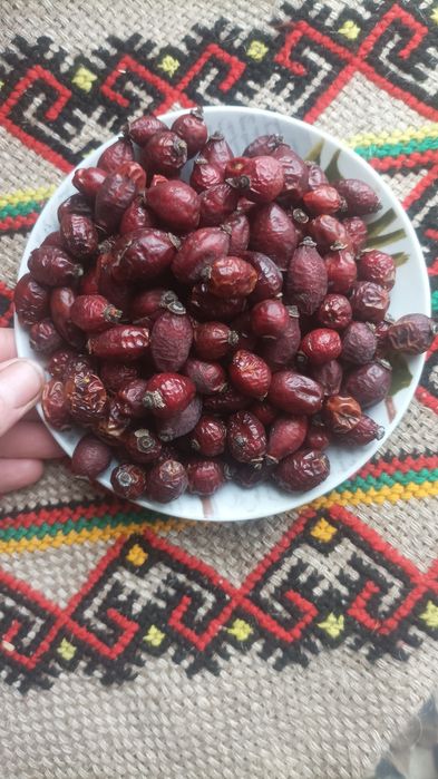 Продам шипшину сушену з Карпат