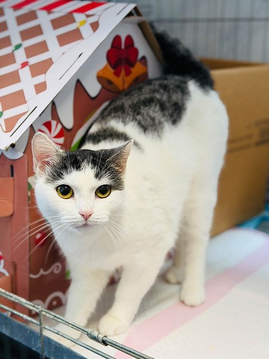 Koteczka do pilnej adopcji