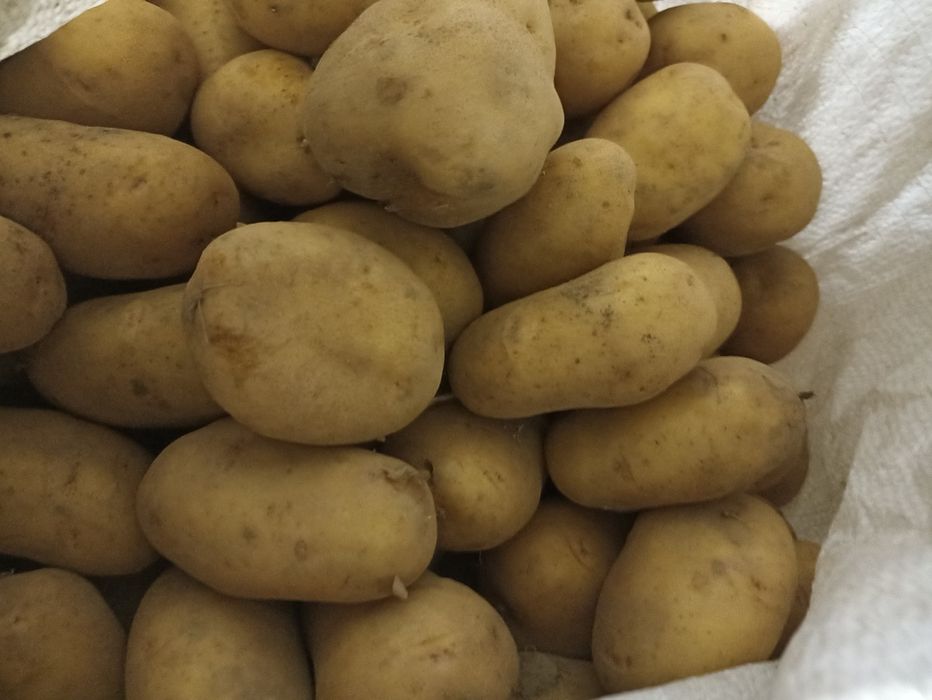 Продам велику домашню картоплю.