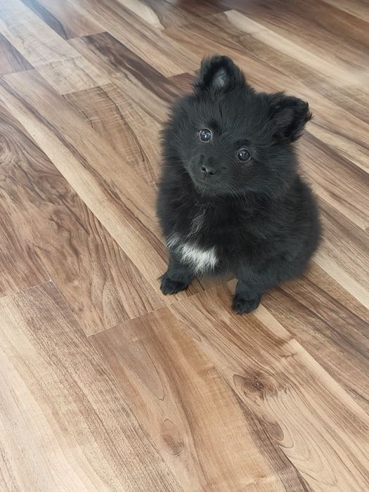 Szpic miniaturowy pomeranian
