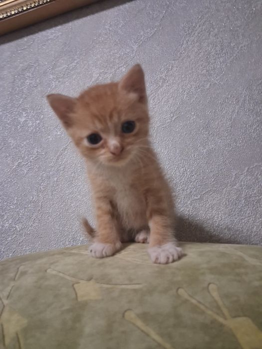 Гарненький хлопчик , шукає свою людину