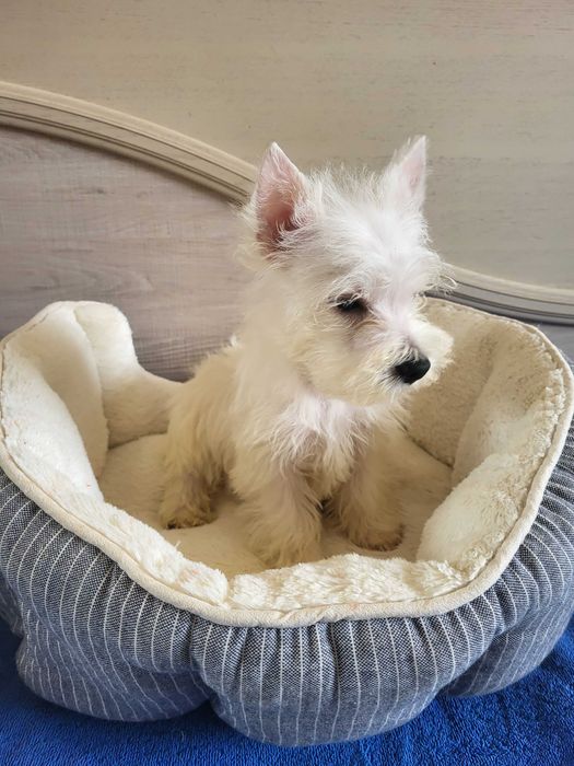 Цуценята Вест Хайленд Уайт Тер'єр