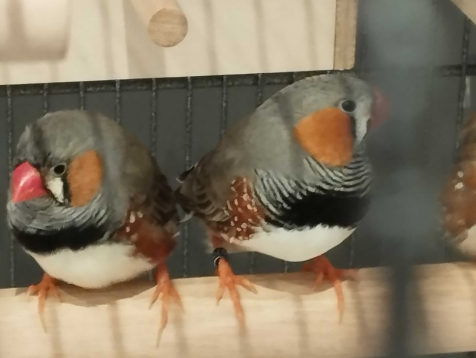 Sprzedam młode zeberki