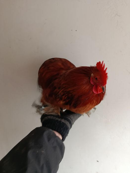 Кокинхинчики инкубационное яйцо