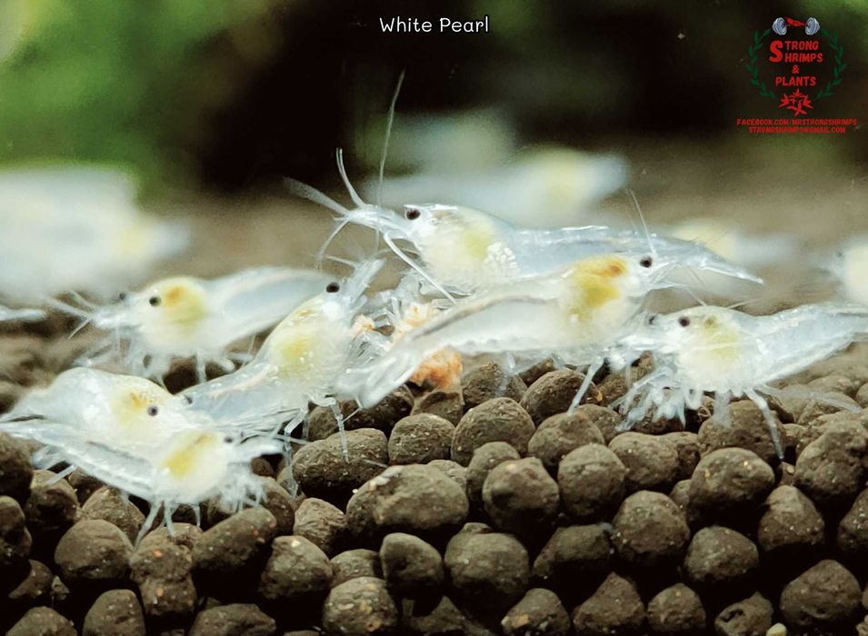Krewetki Neocaridina White Pearl woda kranowa ZAMIANA GRATIS PROMOCJA