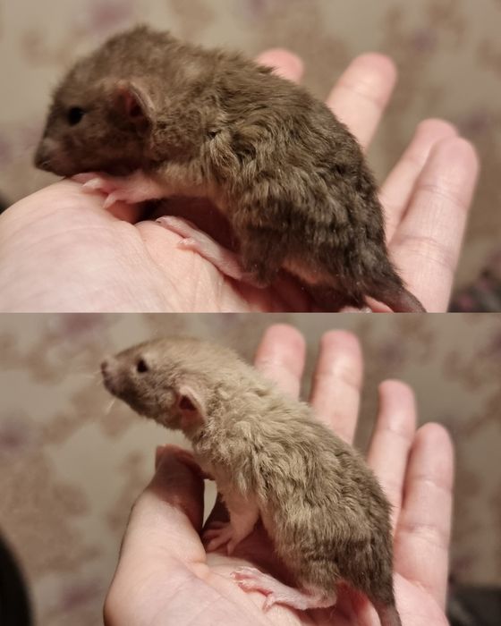 Крыса рекс девочки