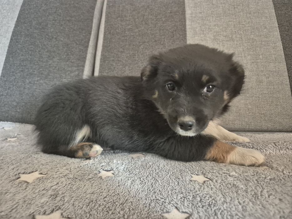 Oddam szczeniaki za darmo!!