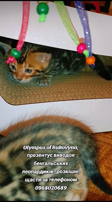 Розплідник Olympus of Bukovyna, у нас родина, ваша мрія