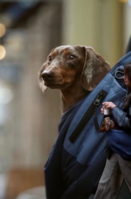 Mala de transporte a tiracolo para cão pequeno – Confortável e prática