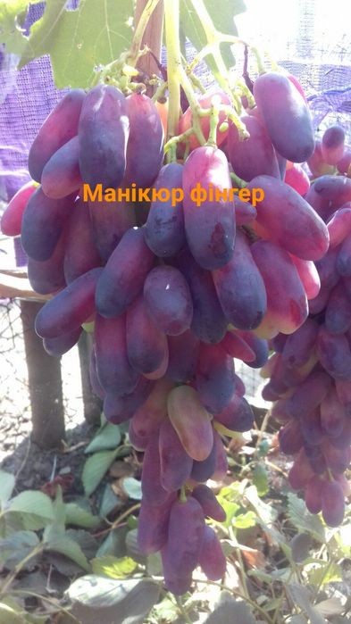 Продам чотирьох почкові черенки винограду: 10 грн. - Сад / город ...