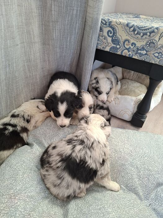 Border Collie suczka