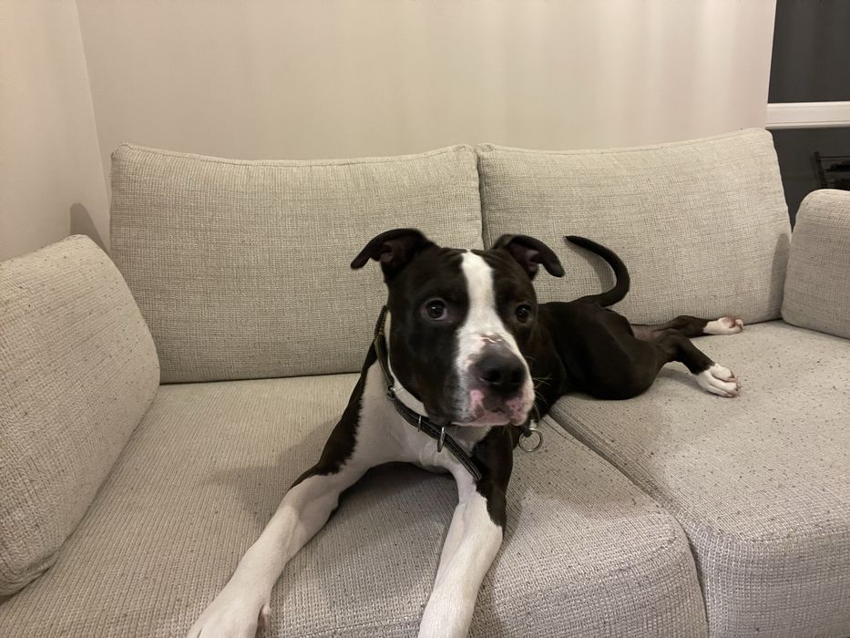 Oddam psa amstaff za darmo