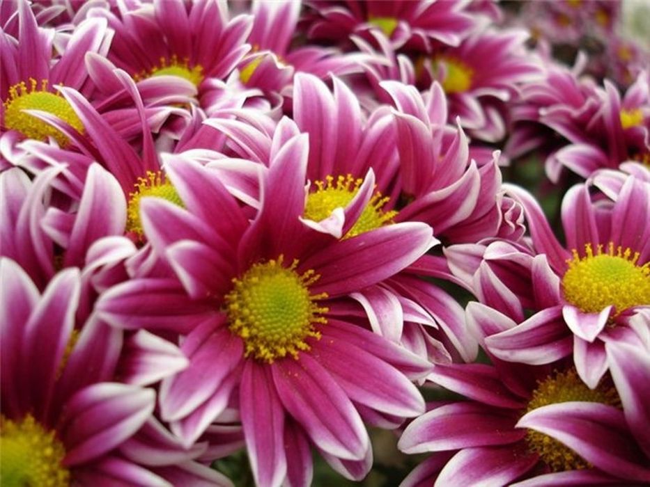 Хризантема садова. Маточники. Терміново
