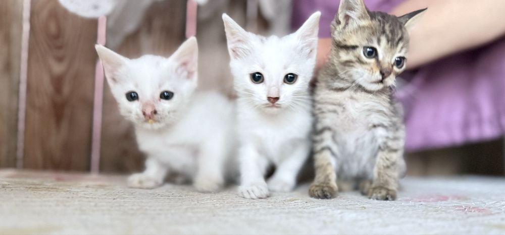 Маленькі котики віддам в хороші руки безкоштовно