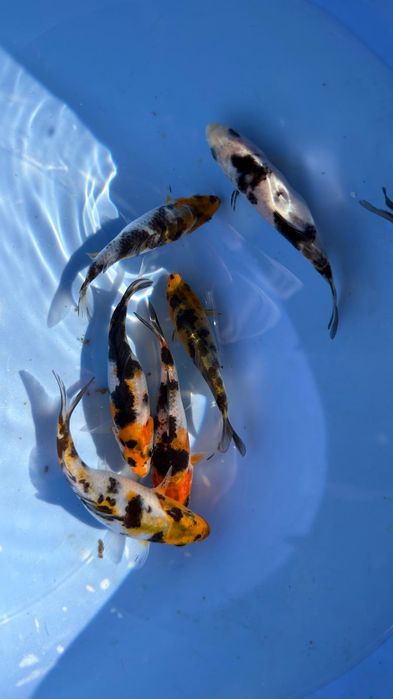 Carpas koi 10 a 12 cm