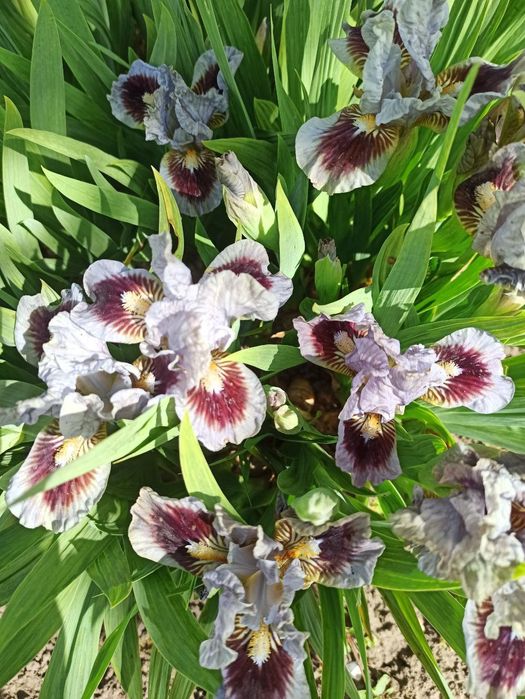 Бордюрні іриси , низькорослі іриси