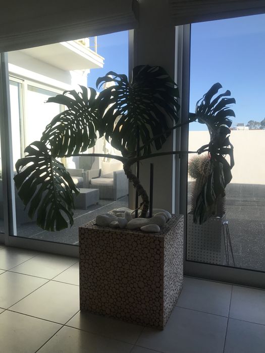 Vaso em madeira com costela de adao
