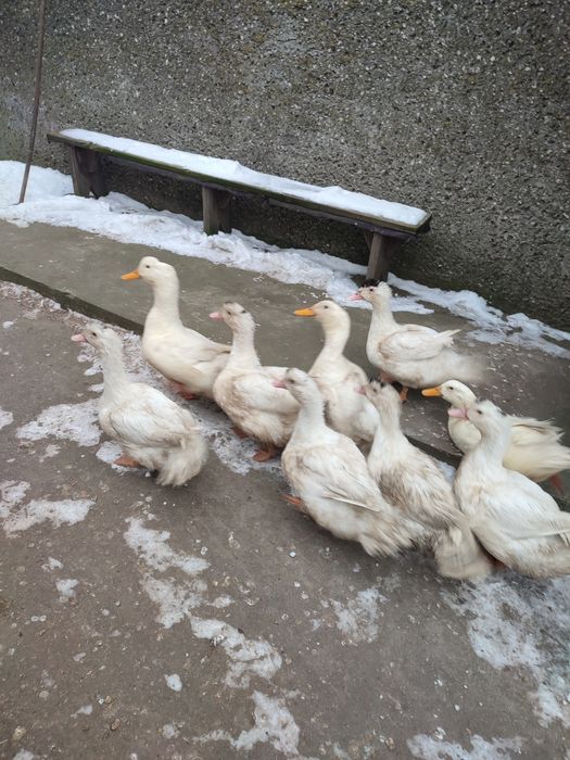 Kaczki z własnego gospodarstwa.