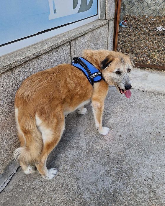 AZEITONA - Cãozinho para Adoção