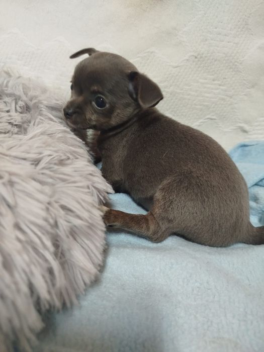Chihuahua Fêmea pelo curto