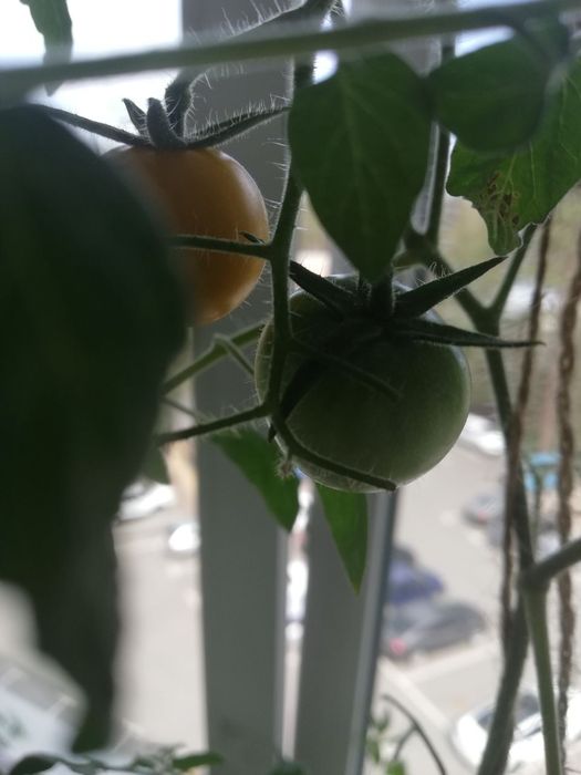 Помідори кімнатні балконні