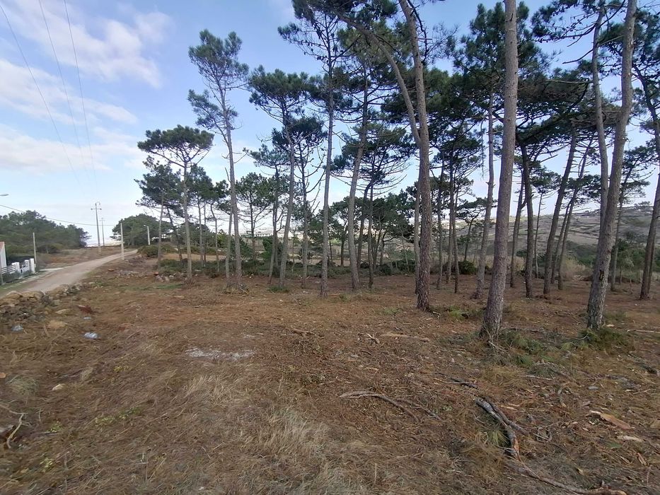 Limpezas de Terrenos e Serviços Florestais