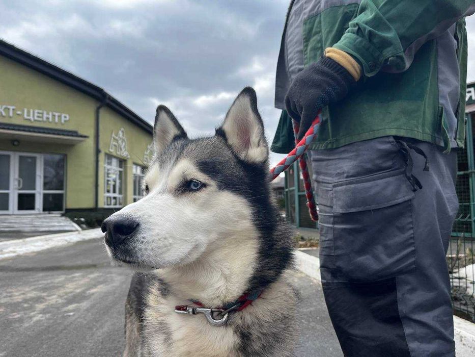 Безкоштовно Сибірський Хаски Джонік