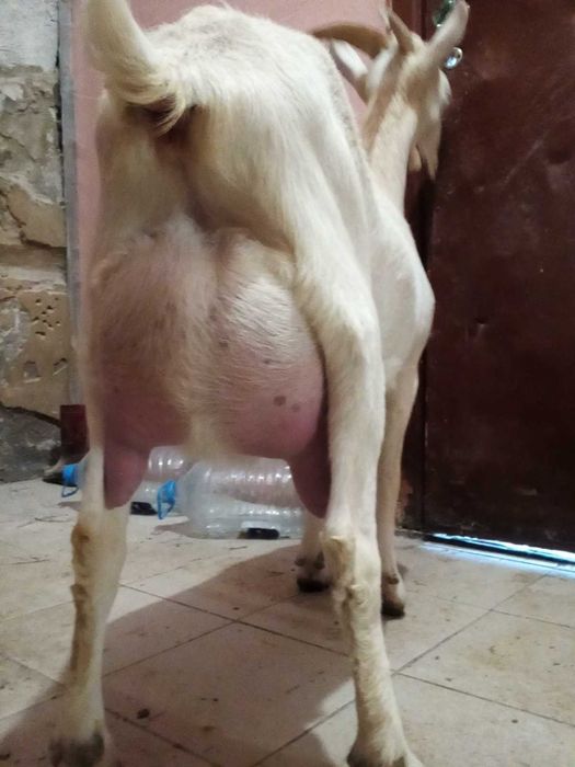 козы зааненско нубийские