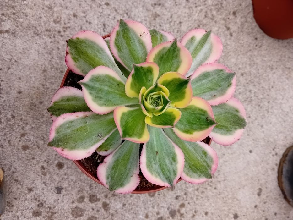 Suculentas promoção