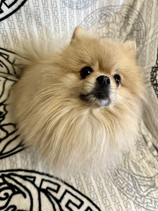 Предлагается для вязки шикарный кабель.Мальчику 3 года.Шикарный кабель