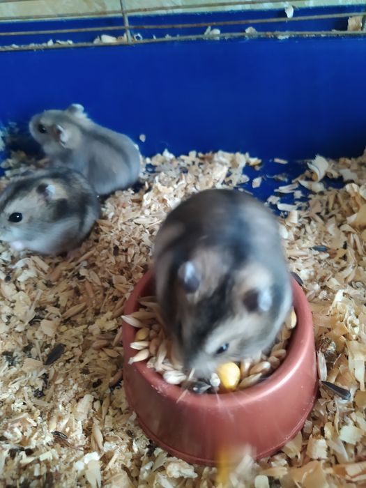 Джунгарик Кременчуг