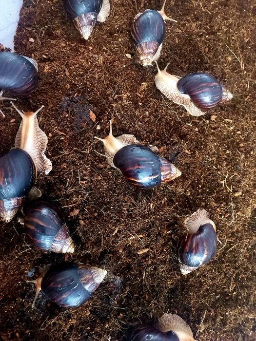 Ахатина иммакулята