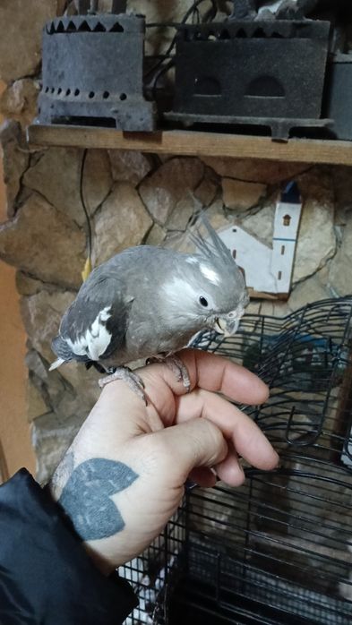 Canários, piriquitos,diamantes gold,mandarins,caturras,  domesticadas