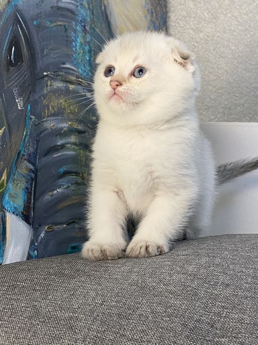 Золотая шиншилла