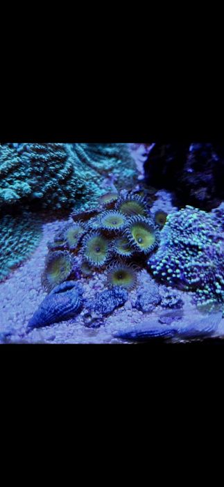Pack Corais Marinhos Fáceis – Zoanthus, GSP, Xenia, Mushroom e Palythoa